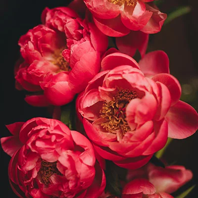 Credit View Dashboard: A Guide for Peer-to-Peer Borrowers